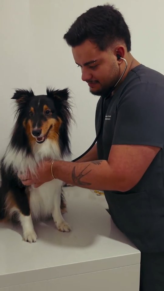 Veterinário da Aeropets durante atendimento a um cão