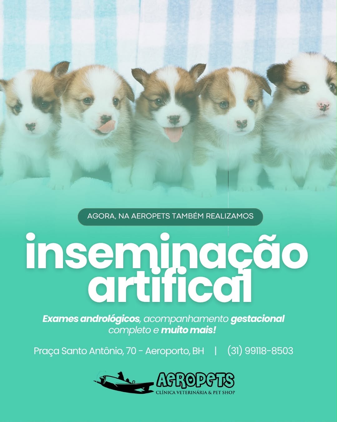 Publicação da Aeropets sobre inseminação artificial e acompanhamento gestacional
